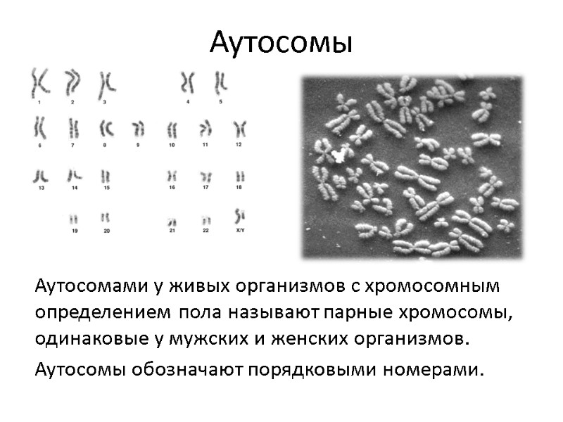 Аутосомы Аутосомами у живых организмов с хромосомным определением пола называют парные хромосомы, одинаковые у